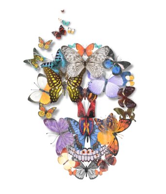 Butterfly Skull graphic